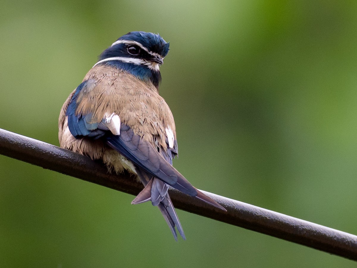 Whiskered Treeswift - Anonymous