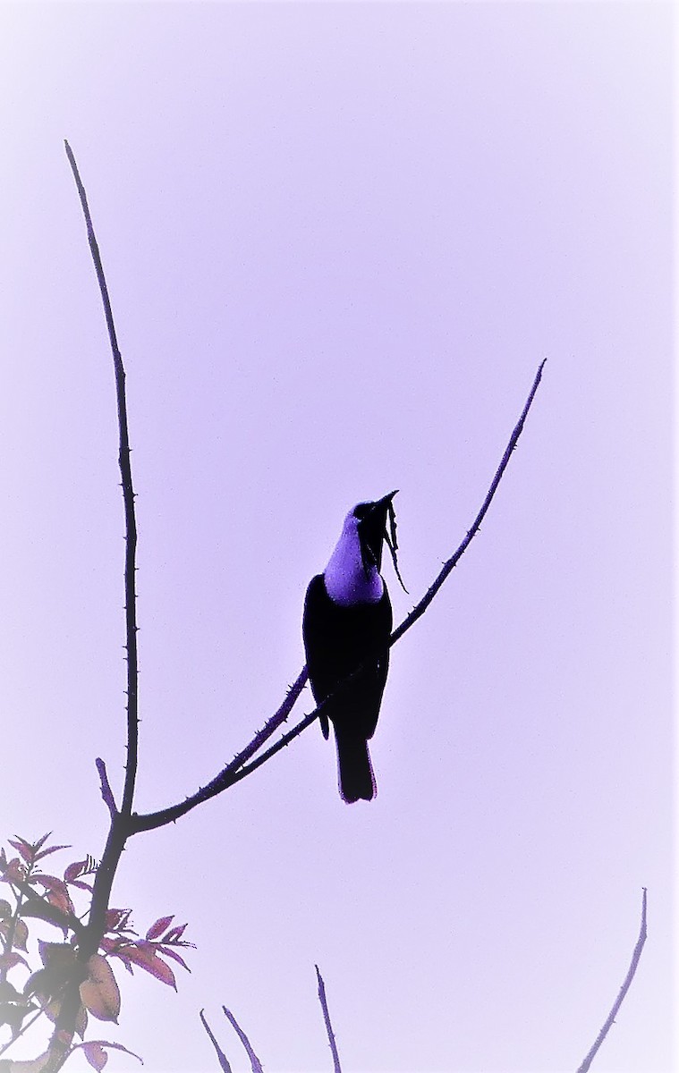 Three-wattled Bellbird - ML170824161