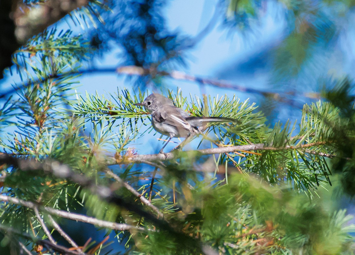 Blue-gray Gnatcatcher - Philip Georgakakos