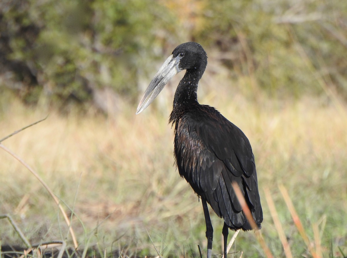 African Openbill - ML170825201