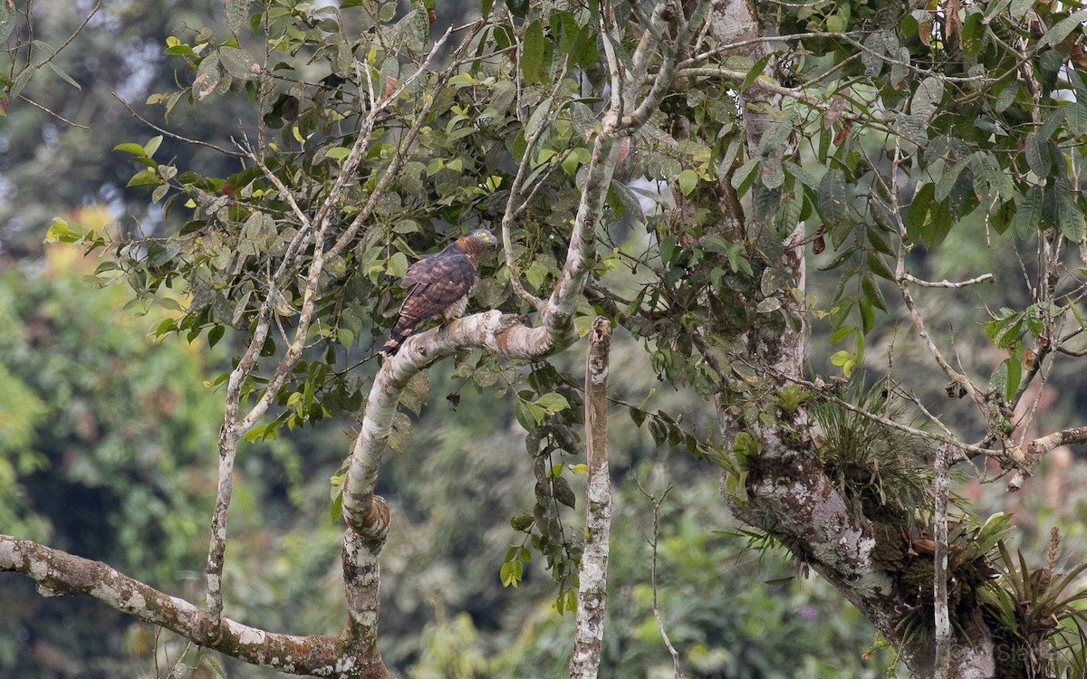 Hook-billed Kite - Wayne Sladek