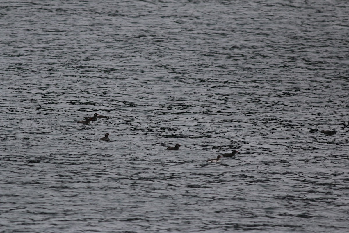 Parakeet Auklet - ML170827531