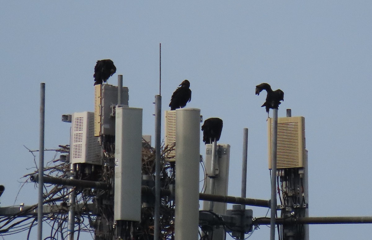 Black Vulture - ML170827891