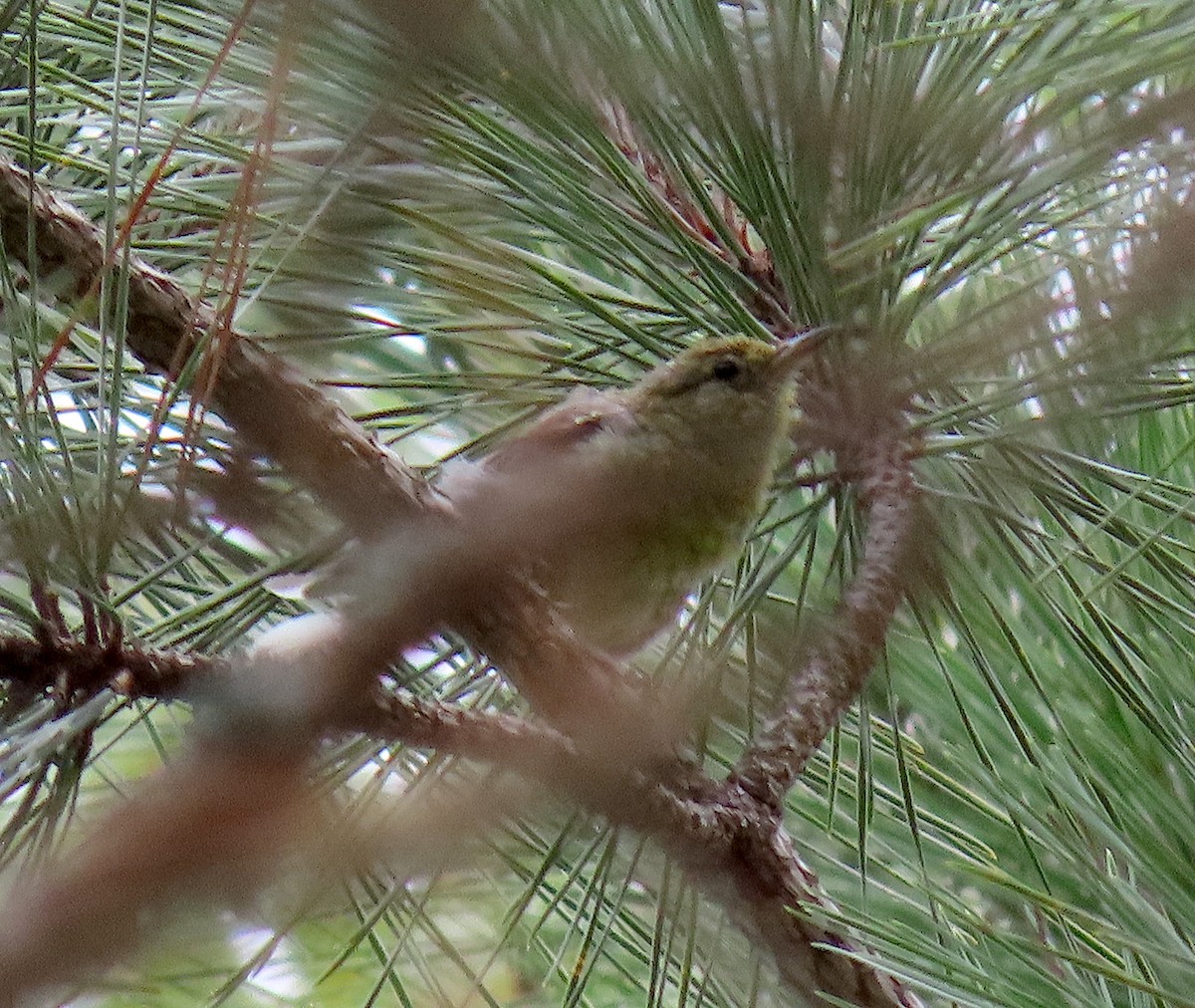 Pine Warbler - ML170828171