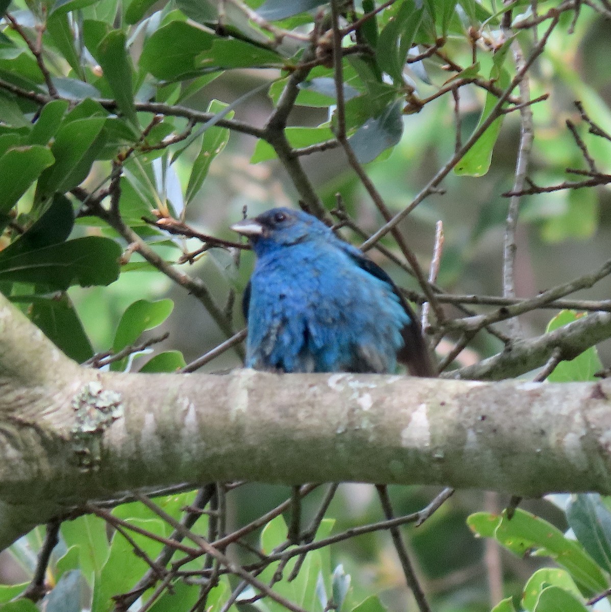 Indigo Bunting - ML170828451