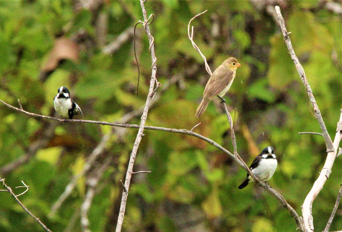 Lined Seedeater - Jeffrey McCrary