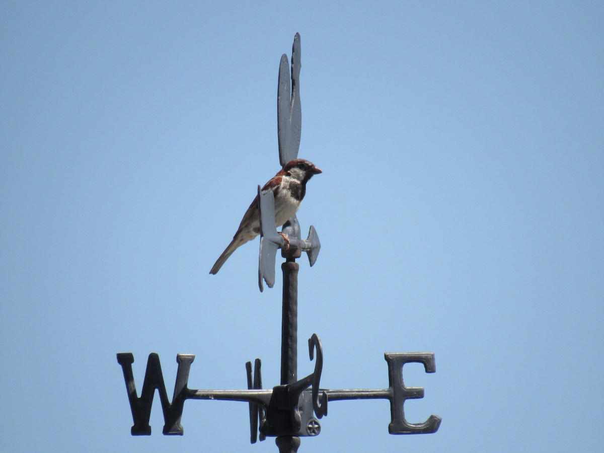 House Sparrow - ML170830021