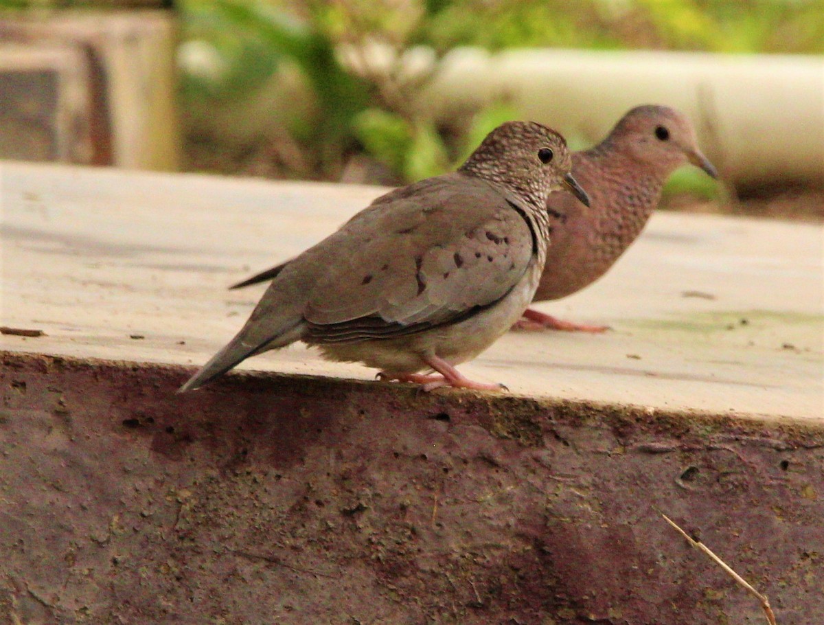 Common Ground Dove - ML170831191