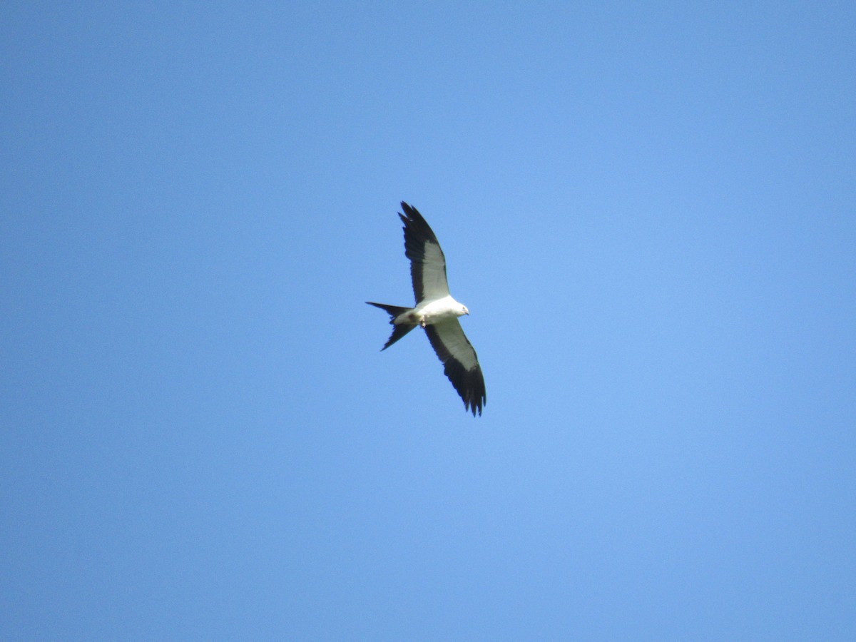 Swallow-tailed Kite - ML170831241