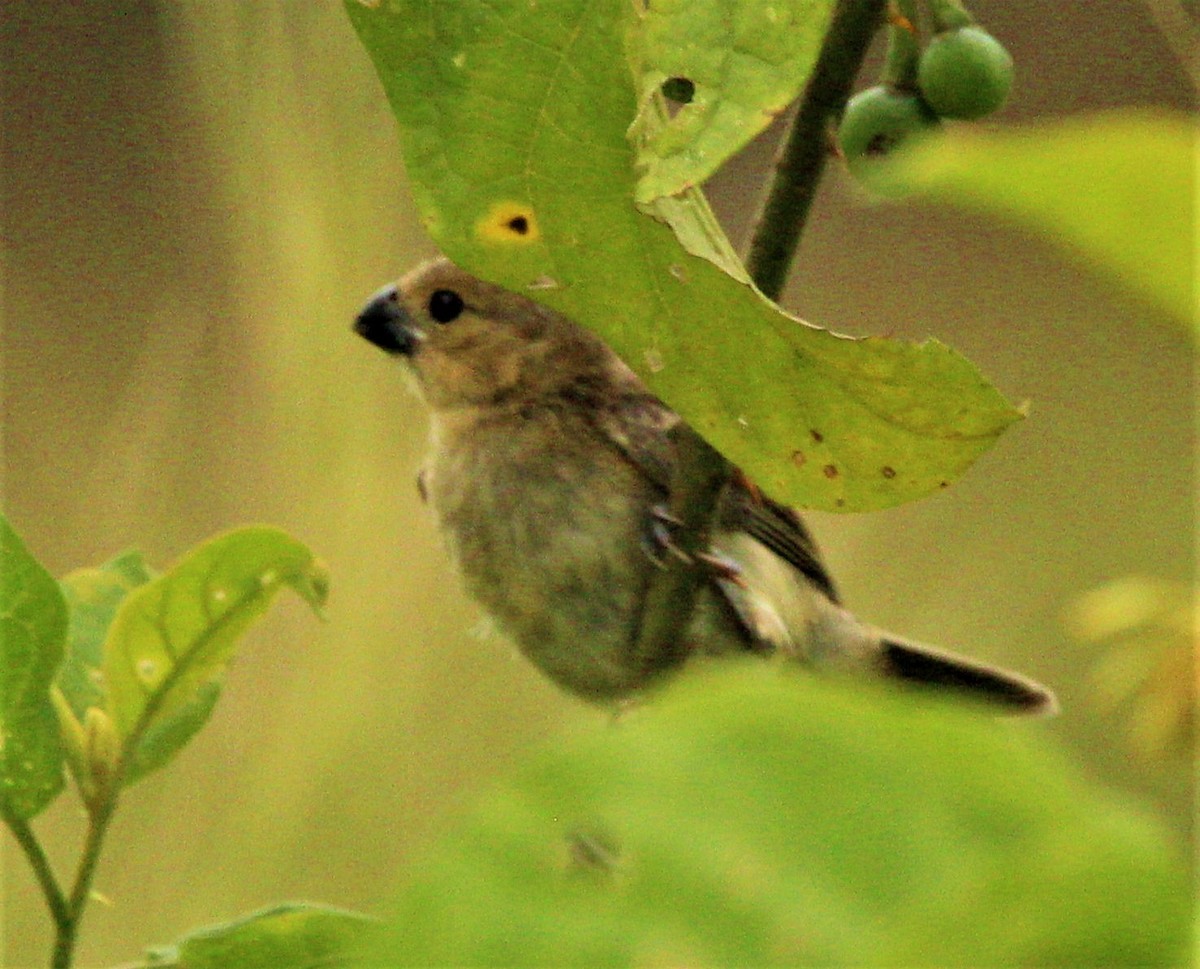 Gray Seedeater - ML170831301