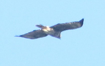 Red-tailed Hawk - ML170831471