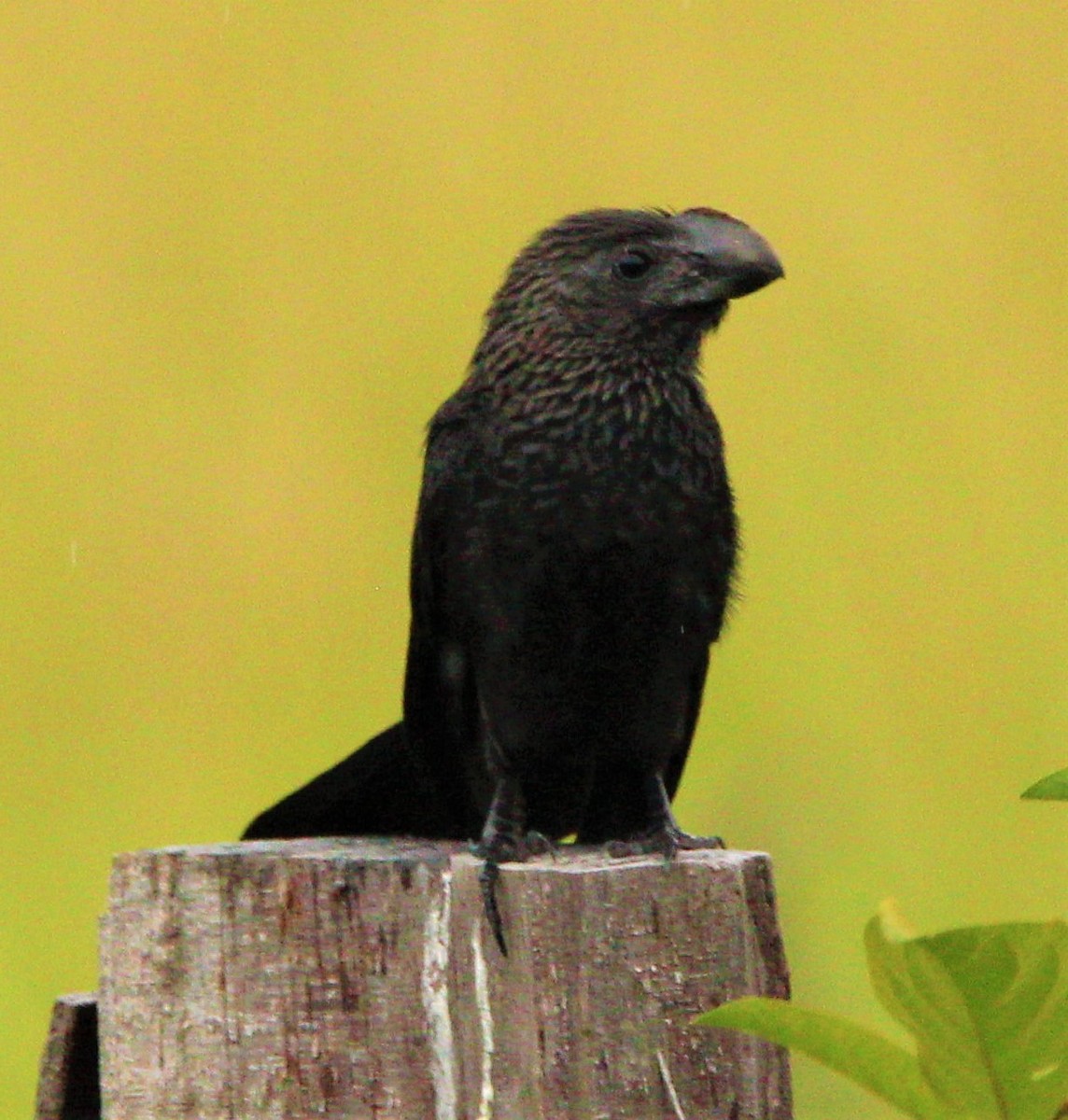 Smooth-billed Ani - ML170831501