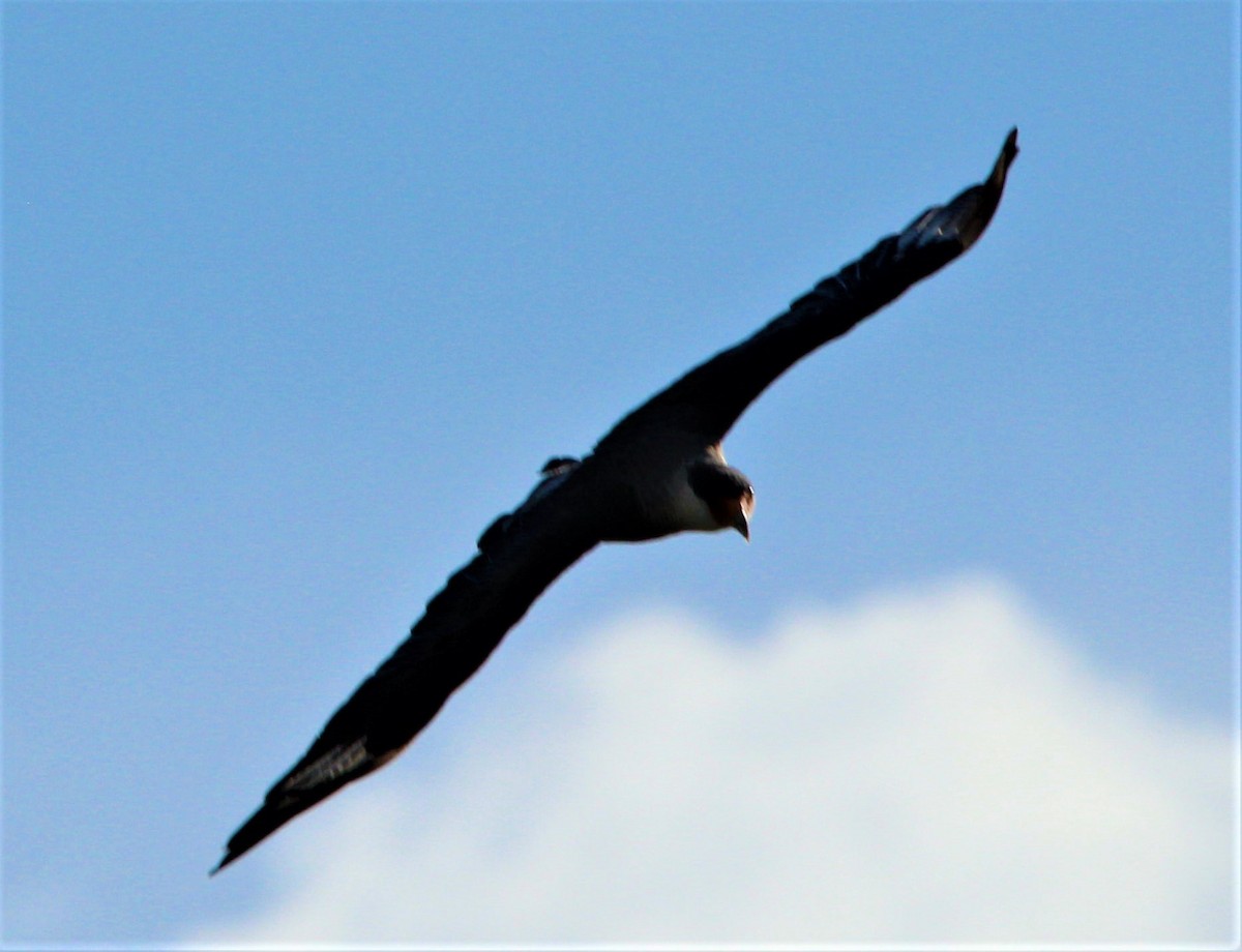 Caracara huppé (cheriway) - ML170831861