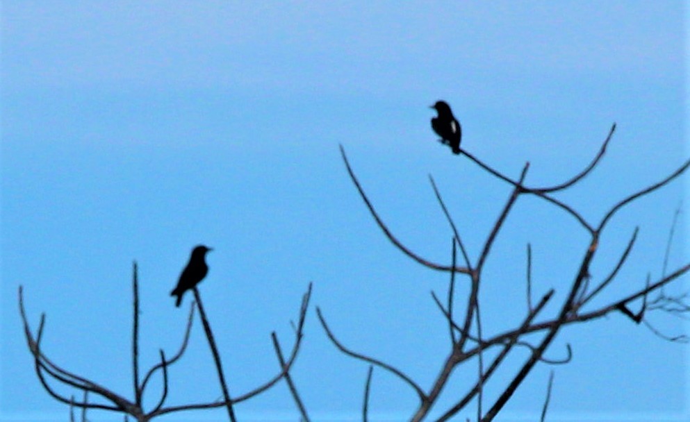 Swallow-winged Puffbird - ML170831961