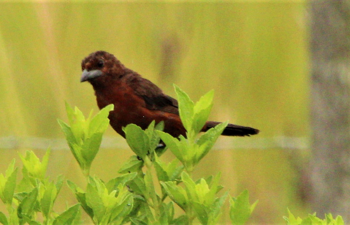 Silver-beaked Tanager - Jeffrey McCrary