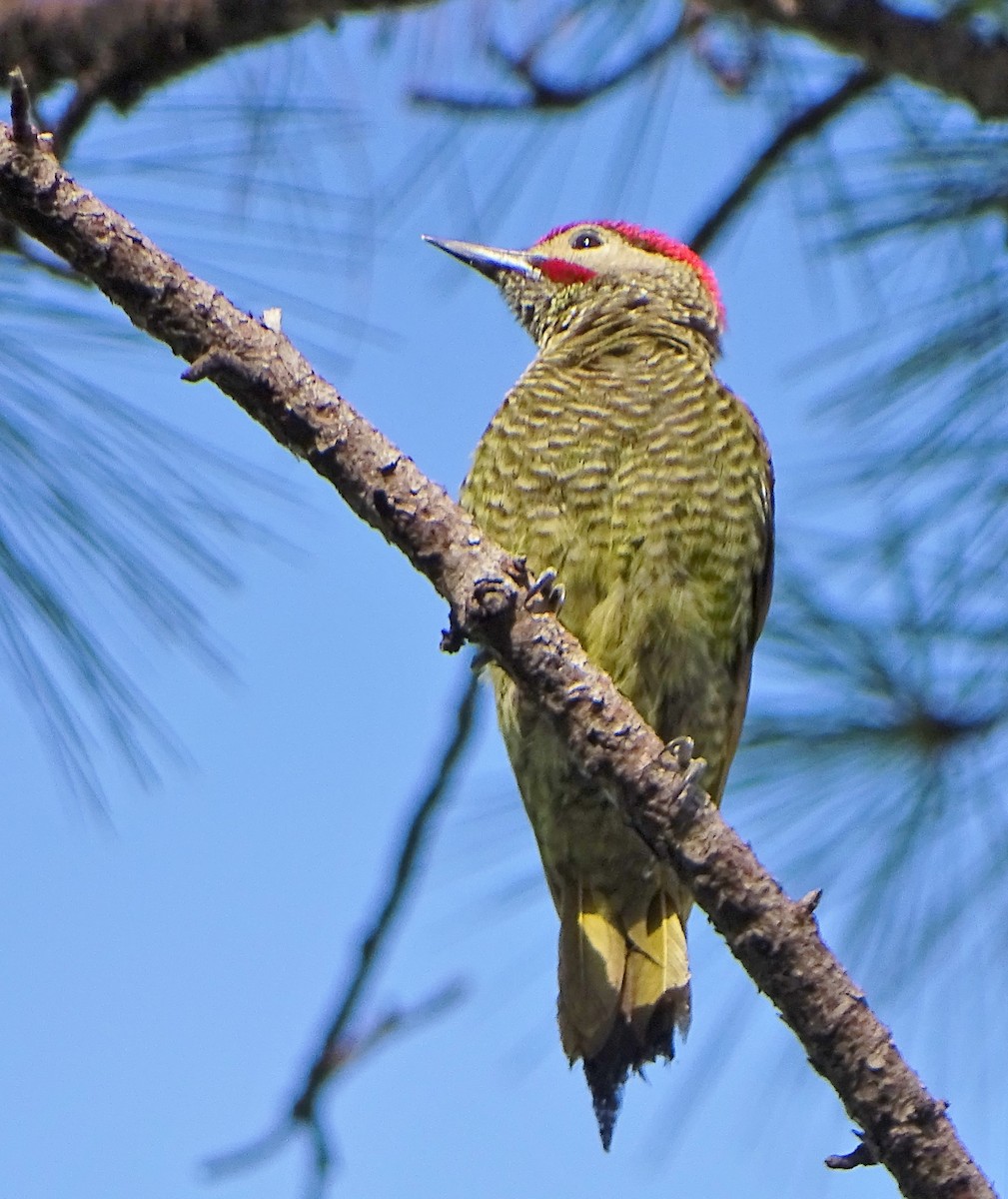 Golden-olive Woodpecker - ML170832371
