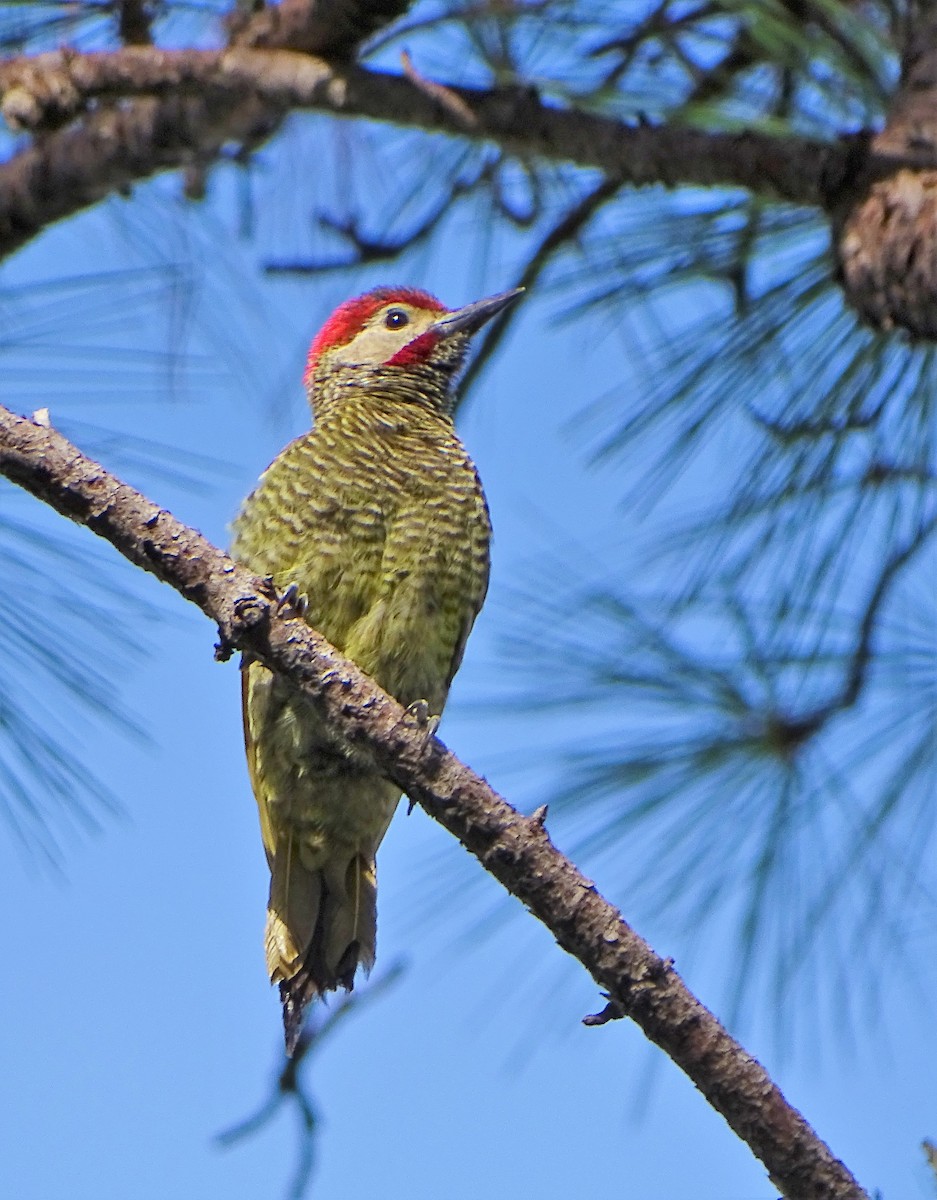 Golden-olive Woodpecker - ML170832421