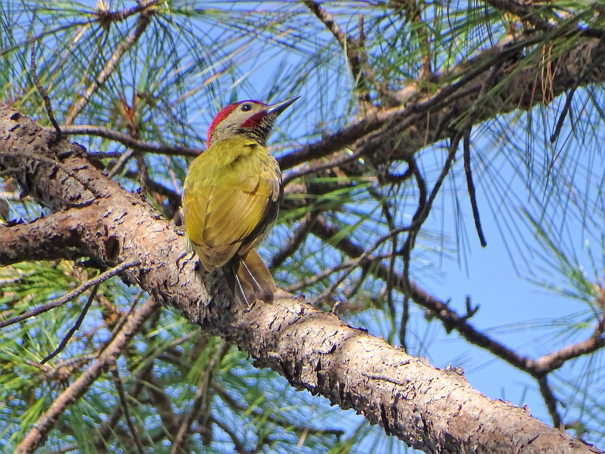 Golden-olive Woodpecker - ML170832601