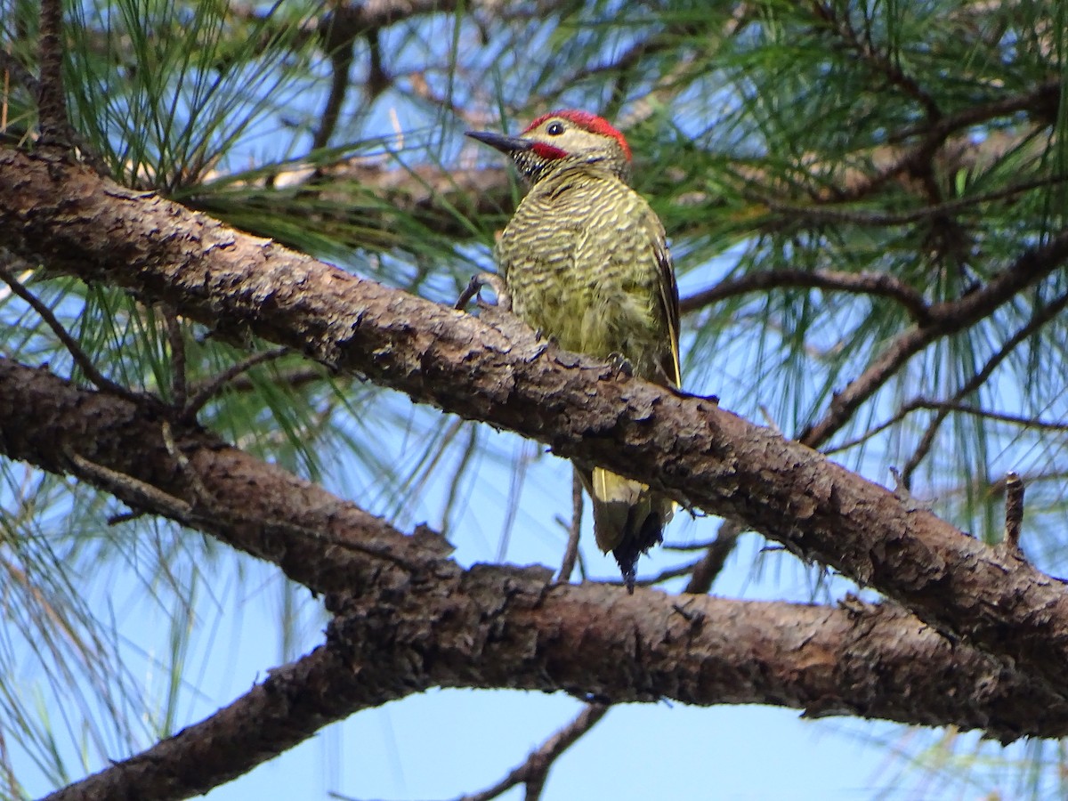 Golden-olive Woodpecker - ML170832701
