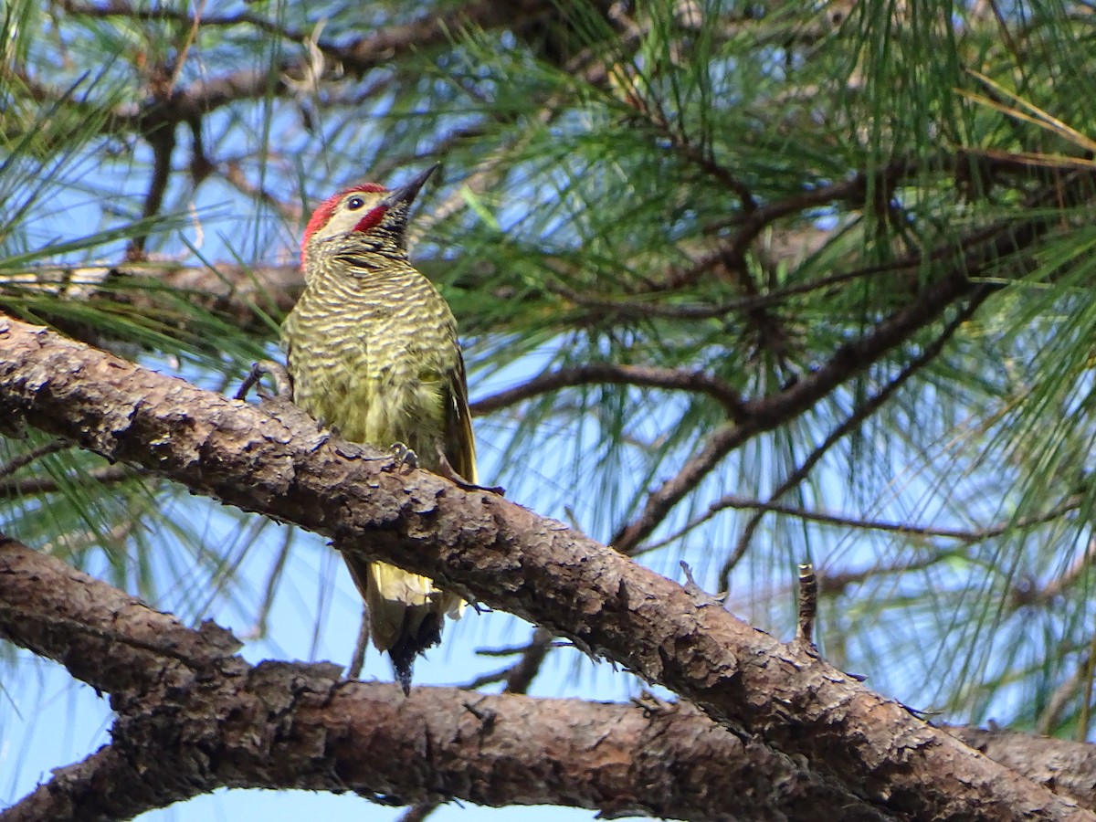 Golden-olive Woodpecker - ML170832751