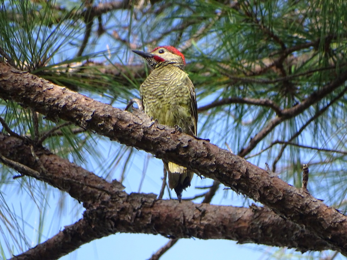 Golden-olive Woodpecker - ML170832761