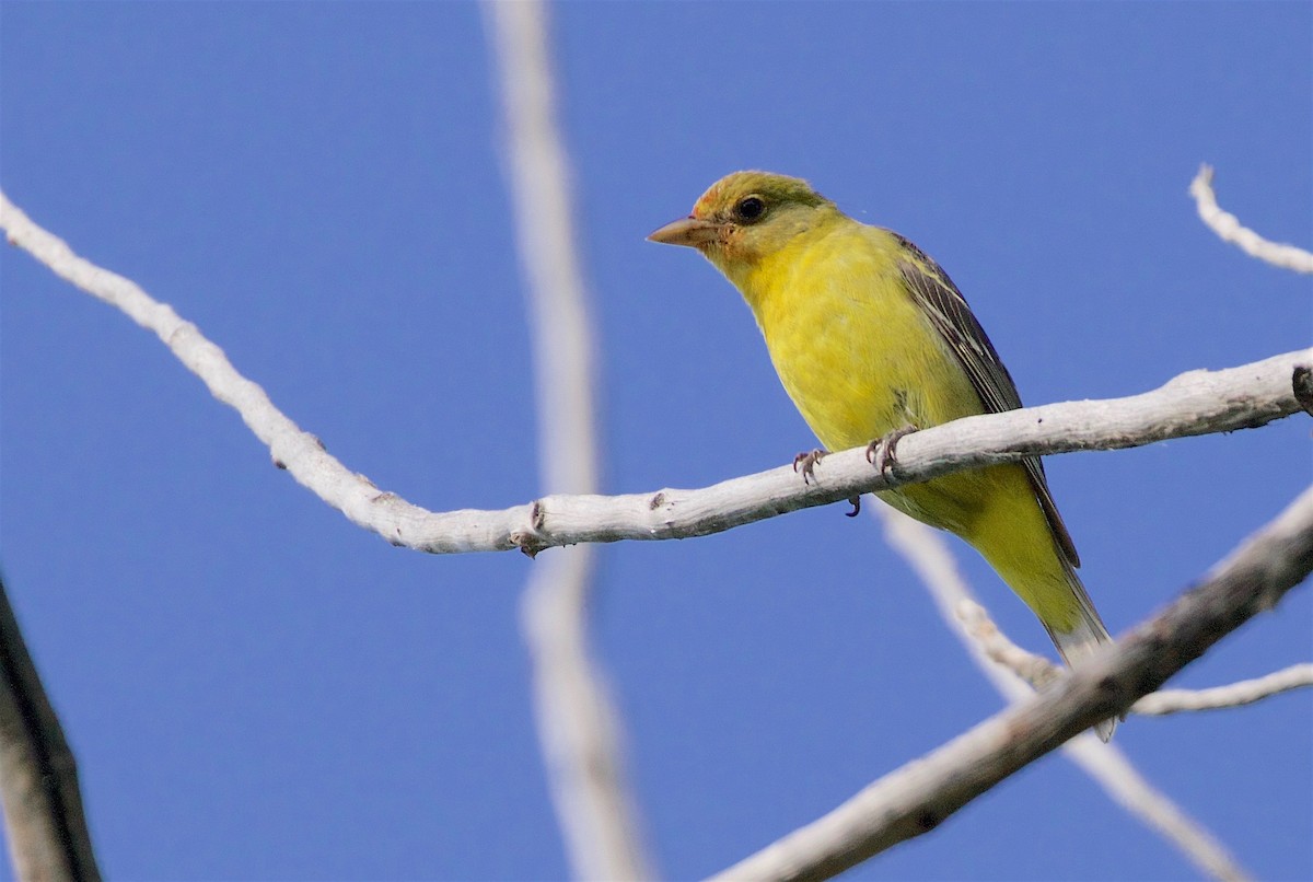 Western Tanager - ML170833711