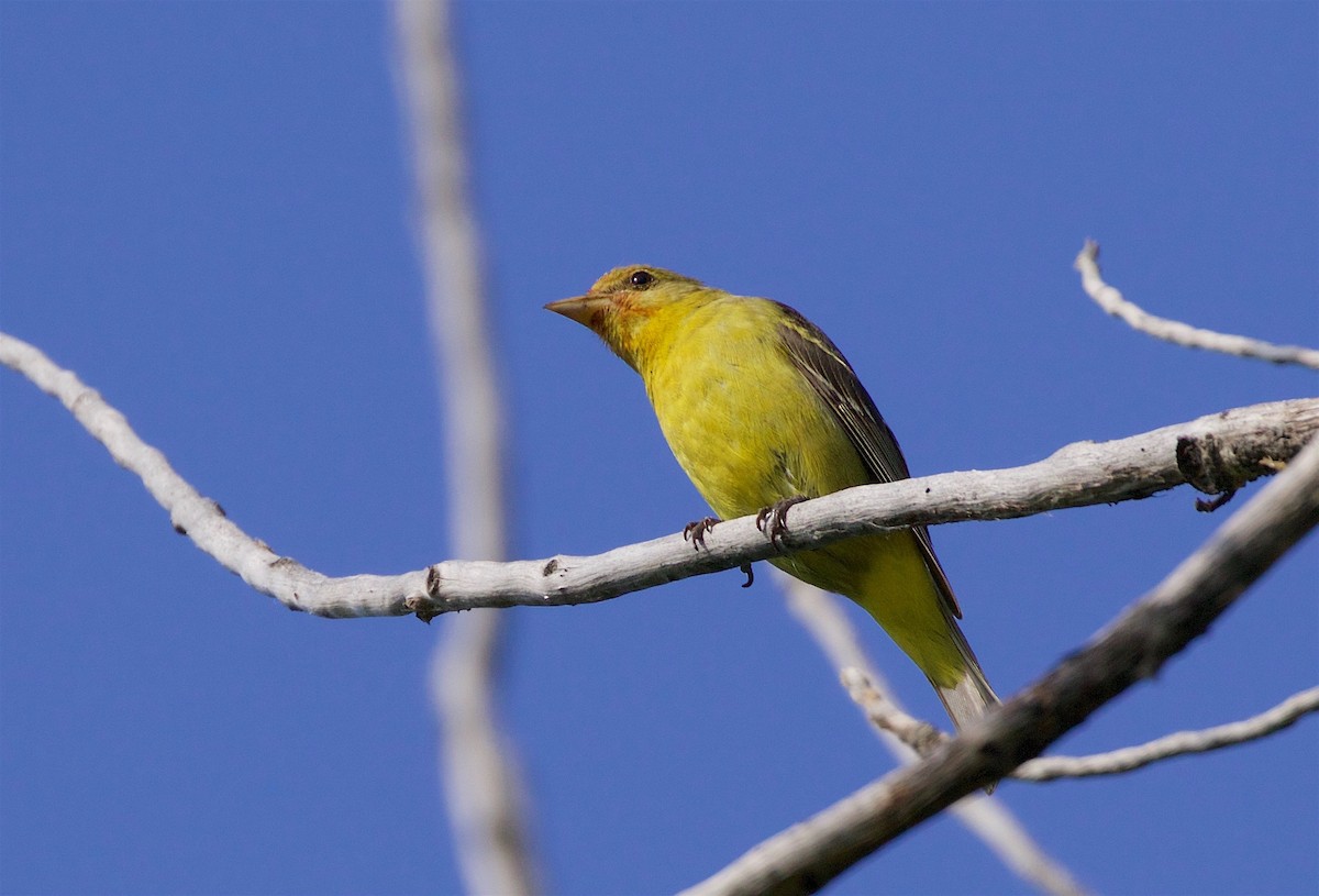 Western Tanager - ML170833721