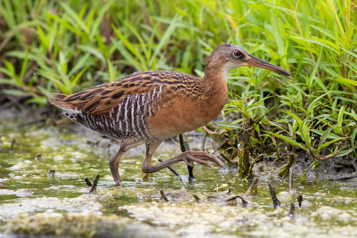 King Rail - Rob Fowler