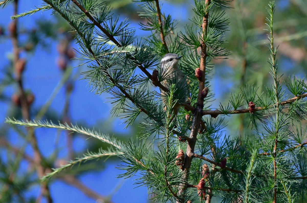 Red-breasted Nuthatch - ML170834161