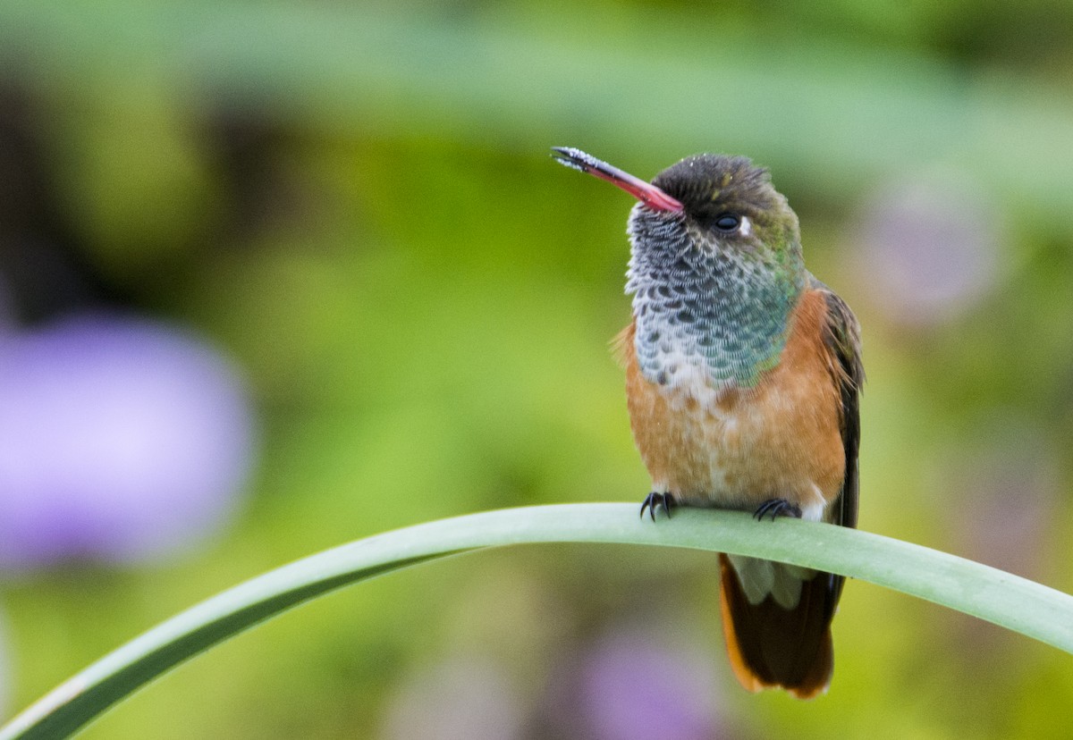 Amazilia Hummingbird - ML170835561