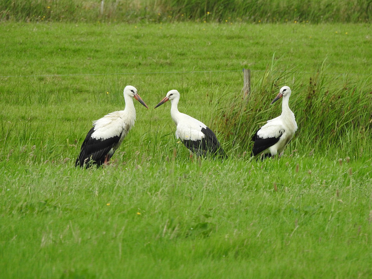 White Stork - ML170835821