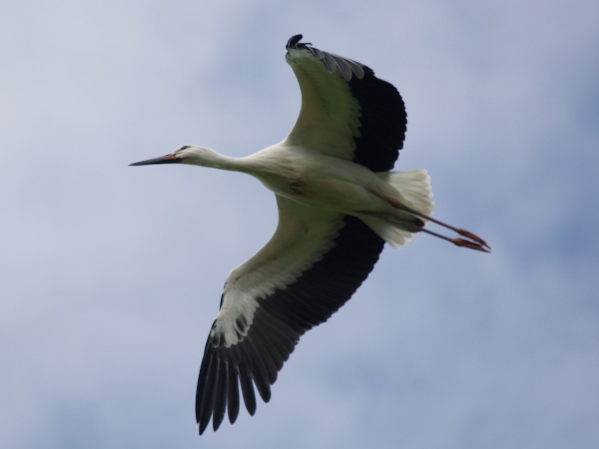 White Stork - ML170838221