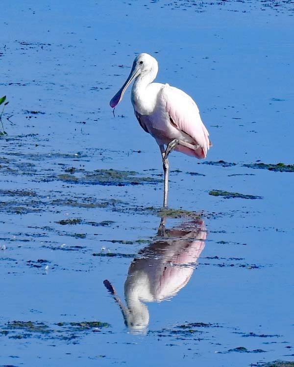 Roseate Spoonbill - ML170839251