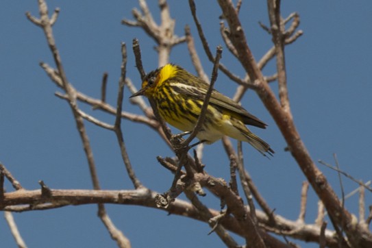 Cape May Warbler - ML170839731