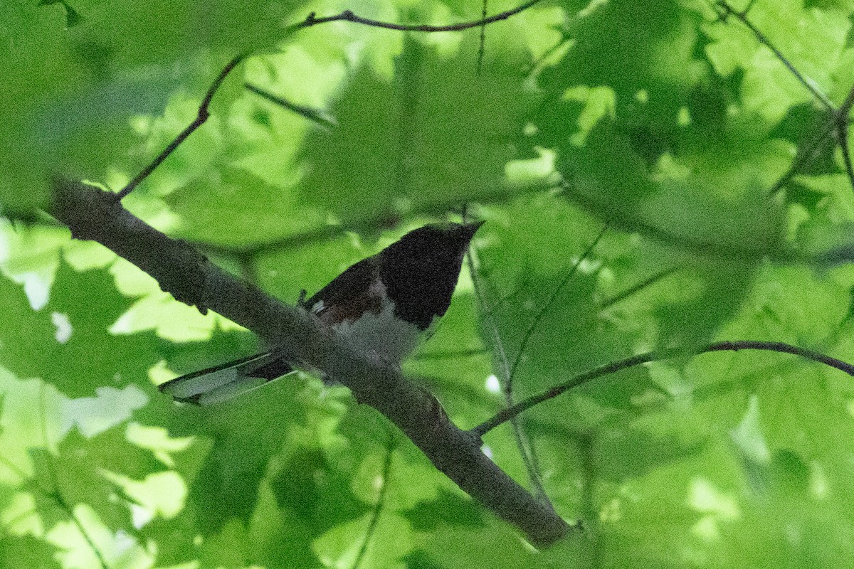 Eastern Towhee - Rob Fowler