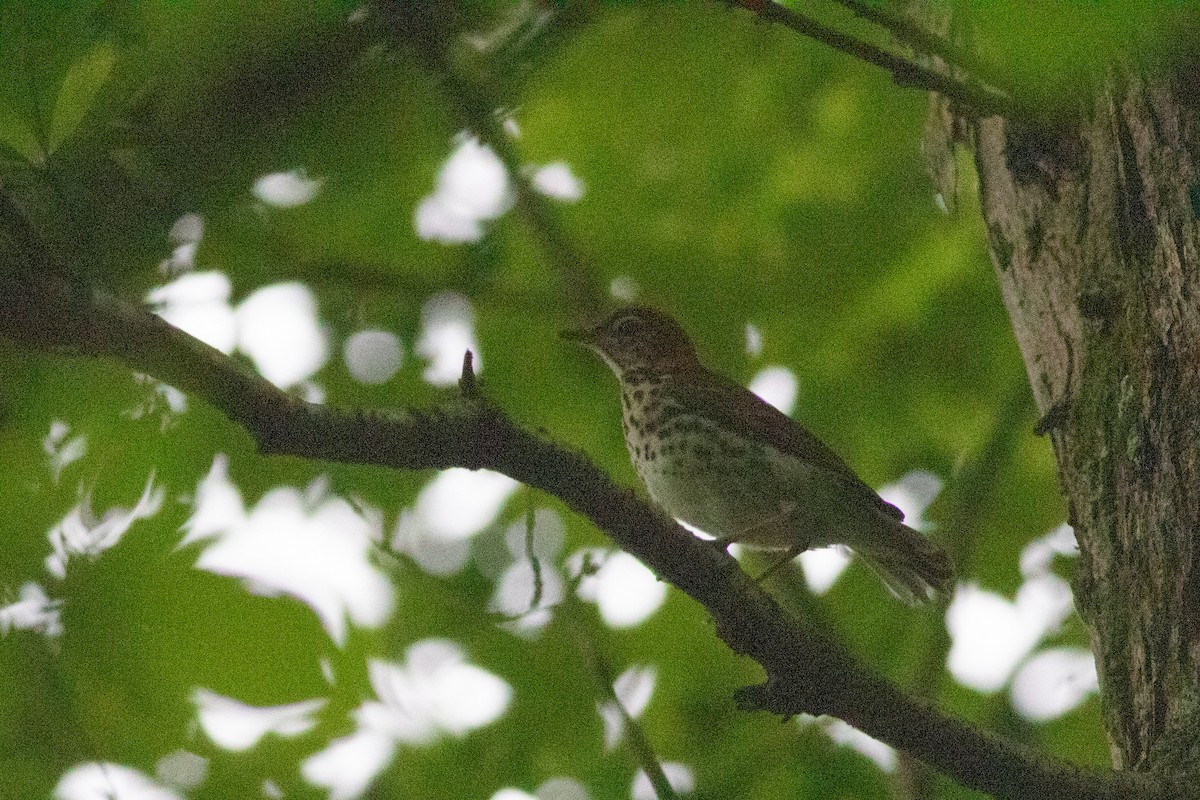 Wood Thrush - ML170841251