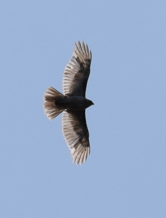 Red-tailed Hawk - ML170842761