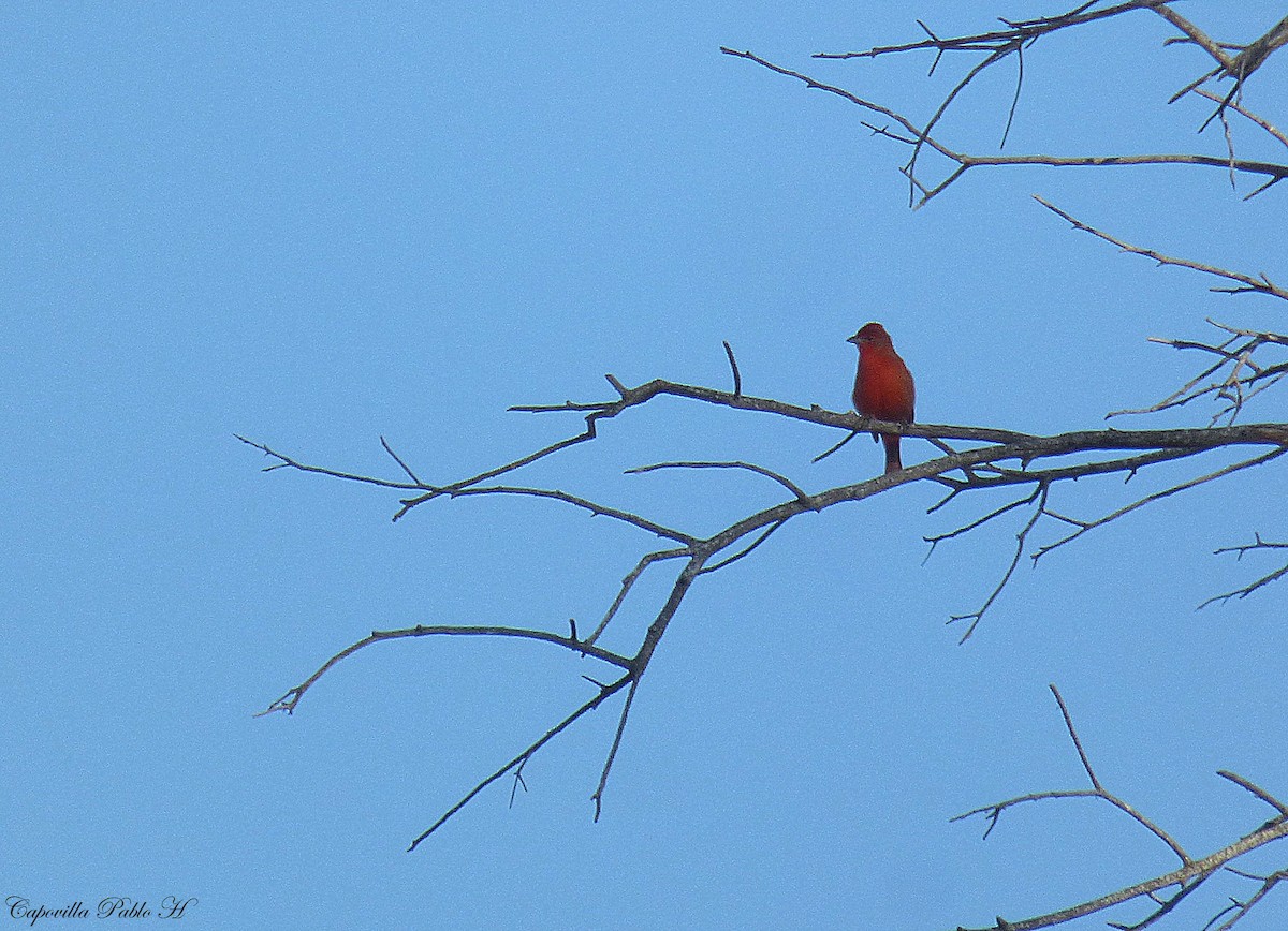 Hepatic Tanager - ML170842911