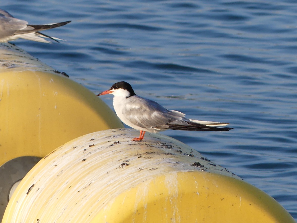 Common Tern - ML170843121