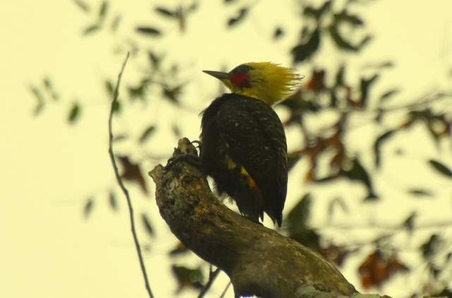 Pale-crested Woodpecker - silvina collado