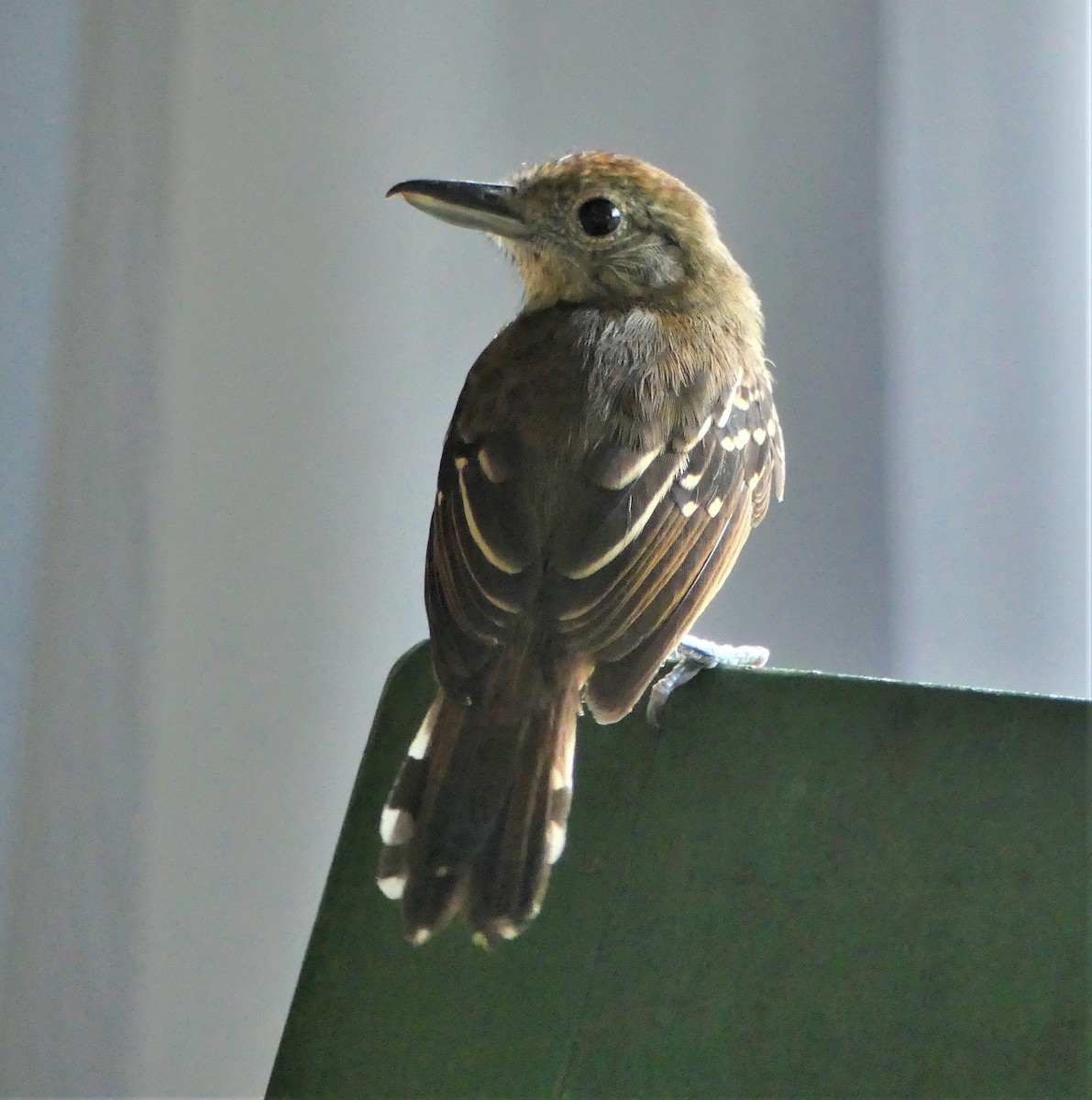 Black-crowned Antshrike - ML170850831