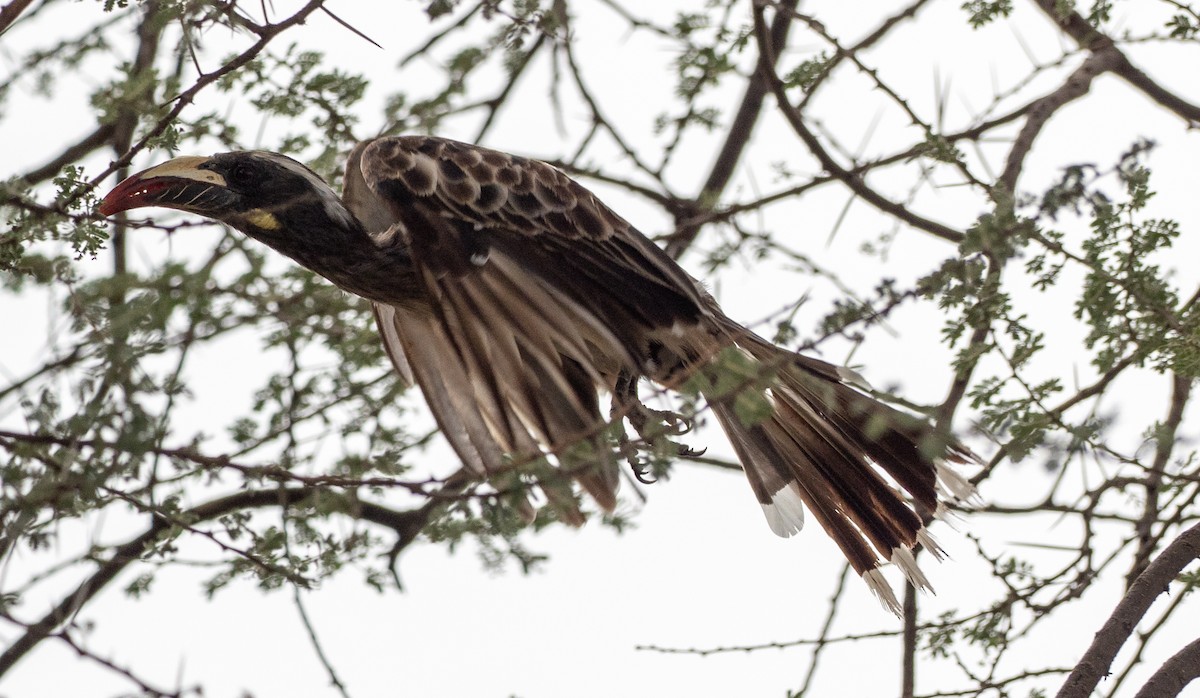 African Gray Hornbill - ML170853461