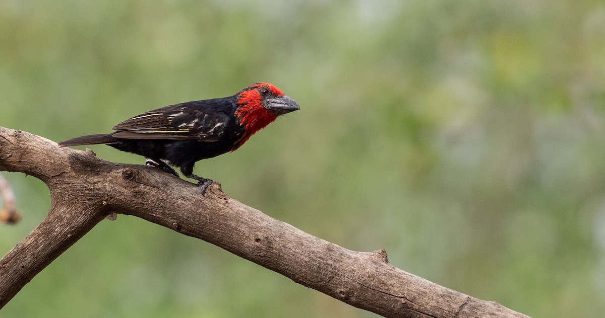 Black-billed Barbet - Forest Botial-Jarvis