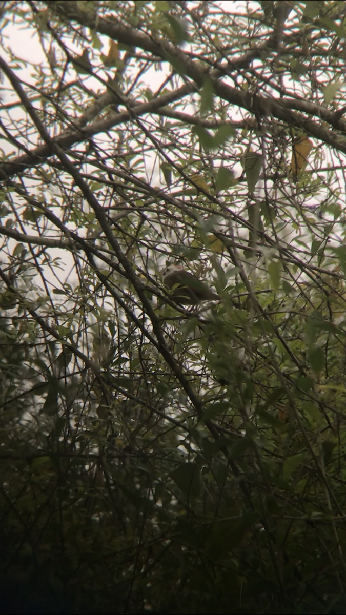 Northern Cardinal - ML170856011