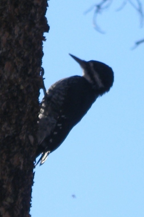 Black-backed Woodpecker - ML170856291