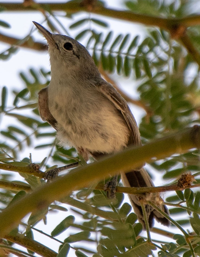 Black-tailed Gnatcatcher - ML170857681