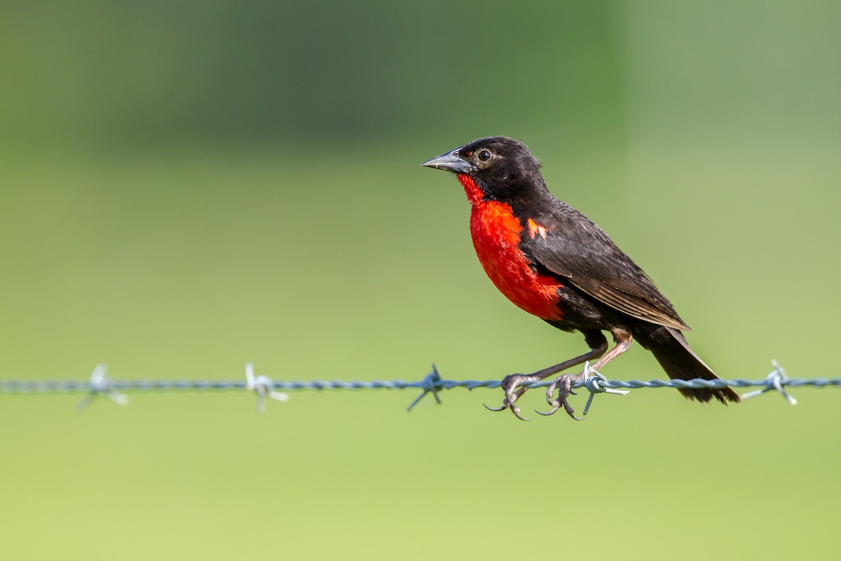 Red-breasted Meadowlark - ML170859951