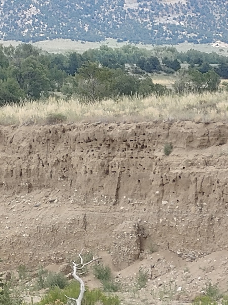 Bank Swallow - ML170861931