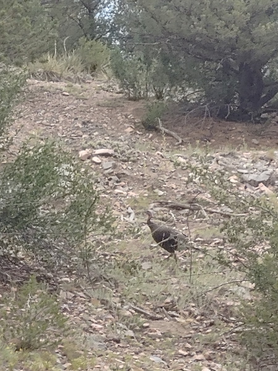 Wild Turkey - ML170862481