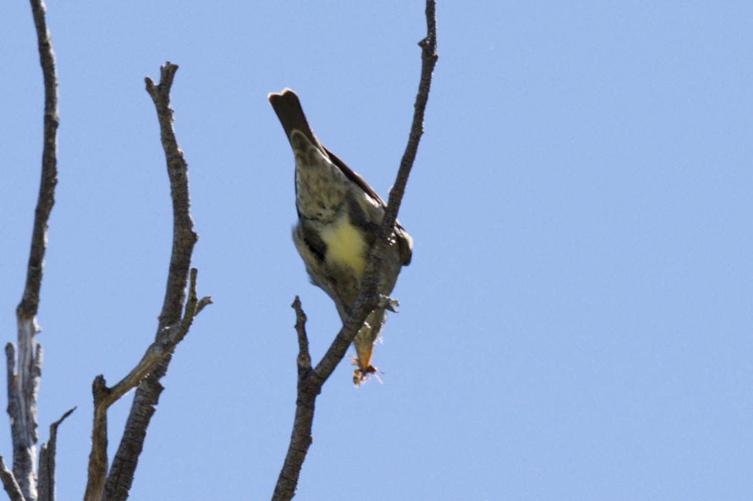 Olive-sided Flycatcher - ML170862691